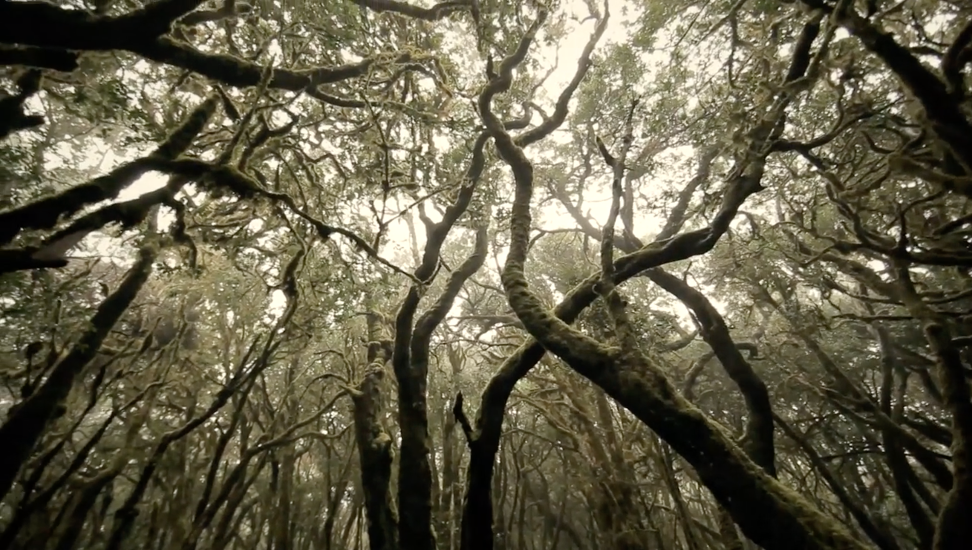 imagen - objetivo - gomera