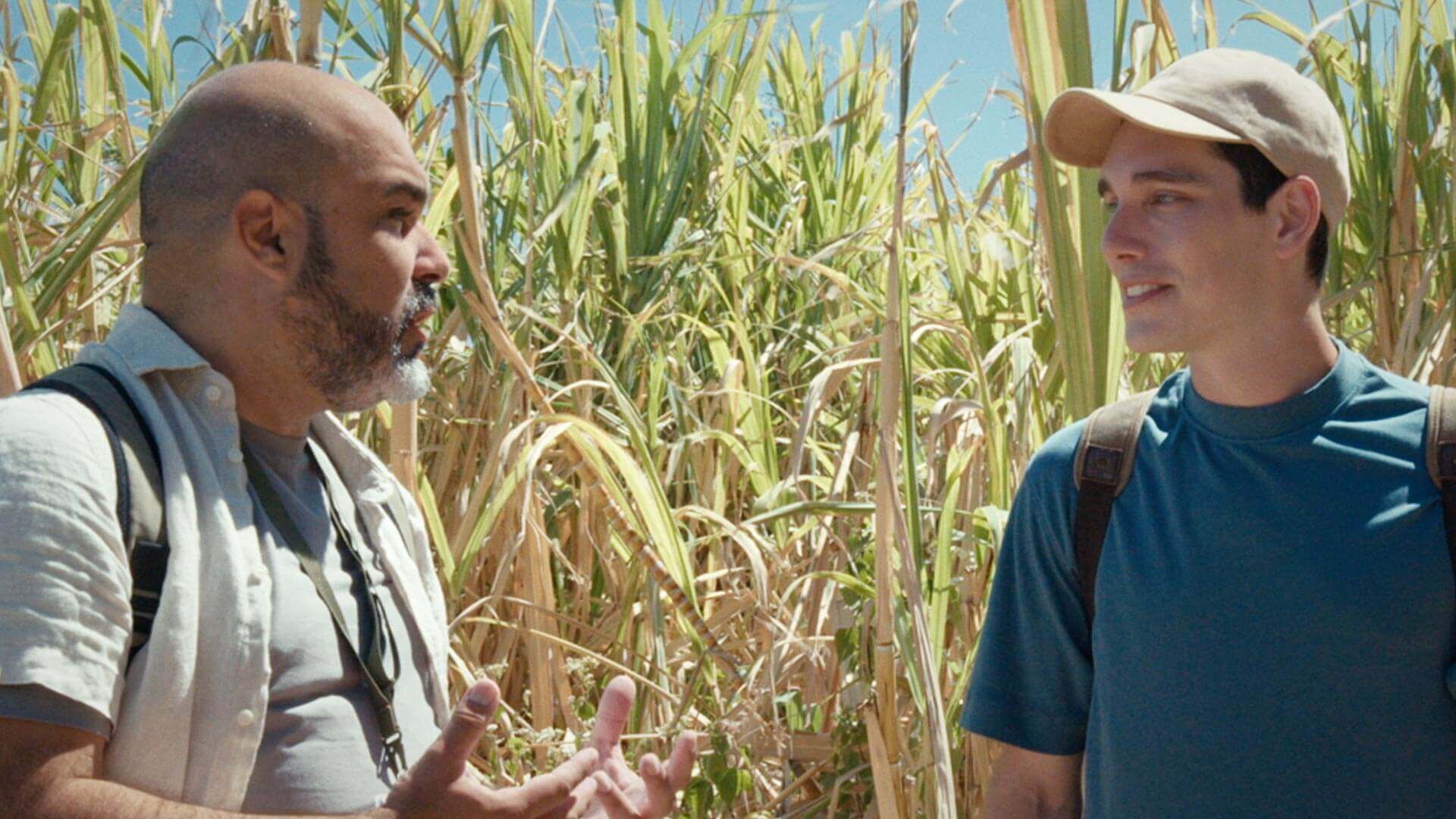 Sugar cane crops, La Palma