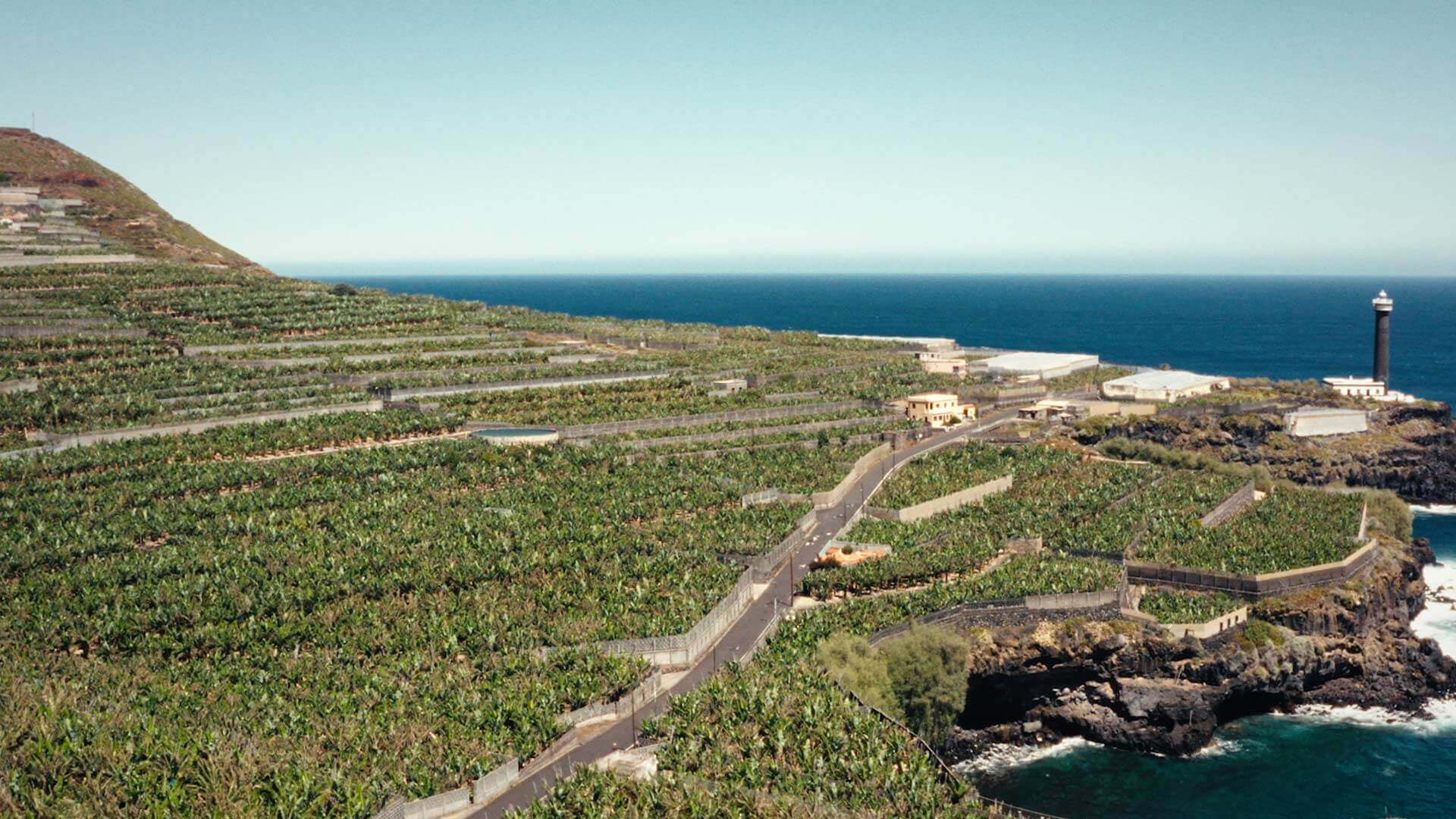 Banana plantations, La Palma