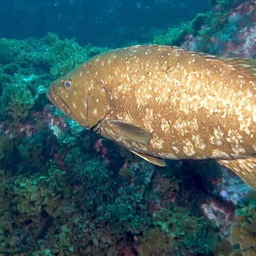 Island Grouper