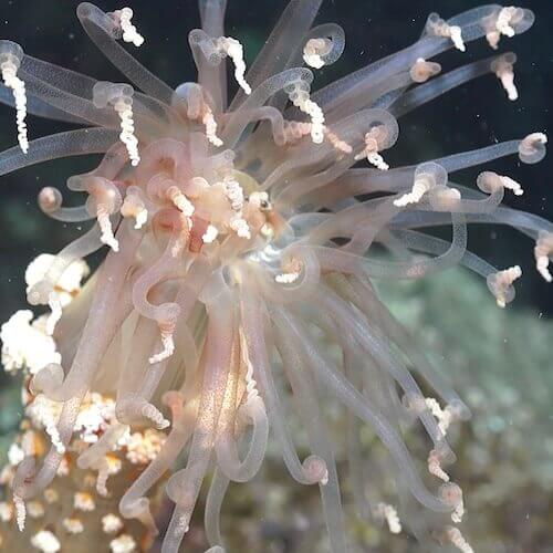 Berried Anemone