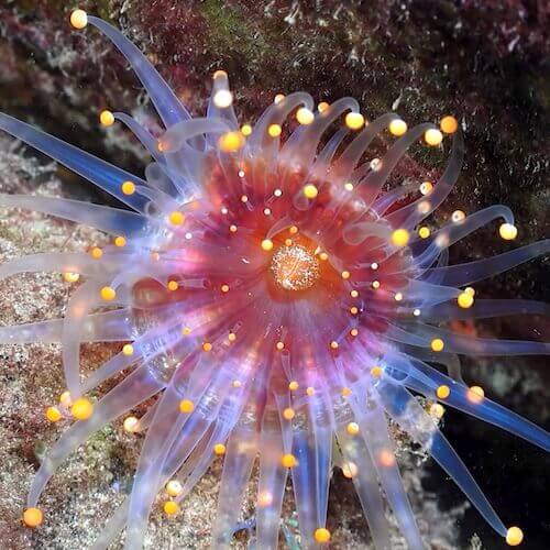 Orange Ball Anemone