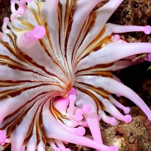 Club-tipped anemone