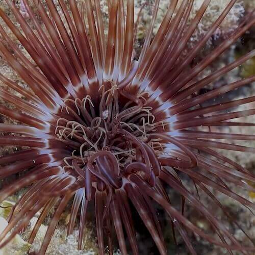 Banded tube-dwelling anemone