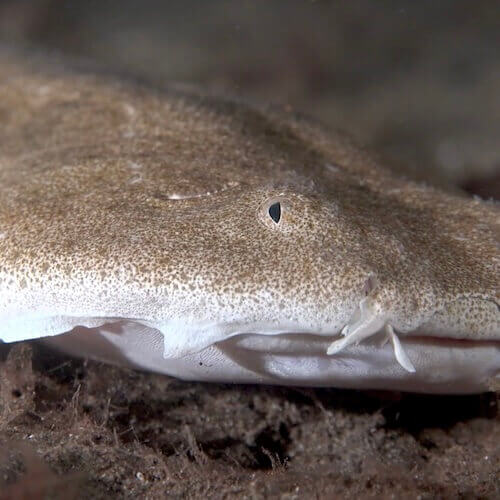 Angelshark
