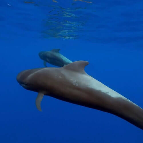 Long-finned pilot whale