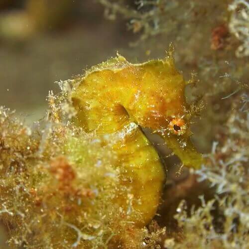 Short-snouted seahorse