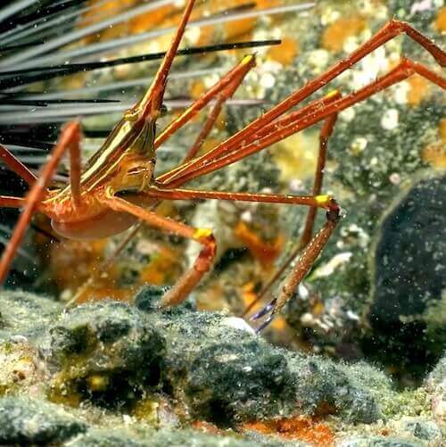 Yellowline Arrow crab