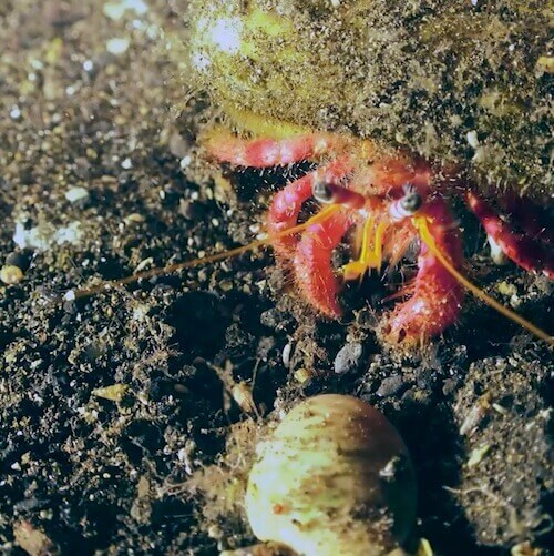 Hermit crab