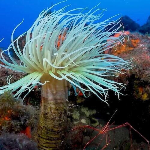 Tube Dwelling Anemone