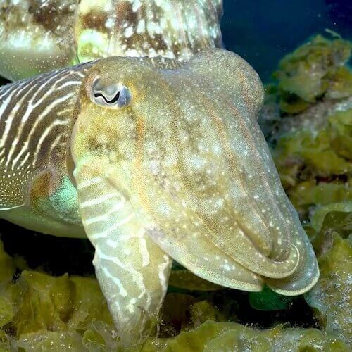 Common Cuttlefish