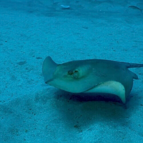 Common stingray
