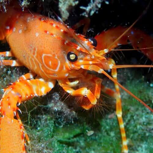 Norway Lobster