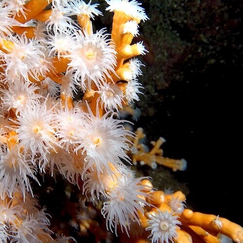 Star Coral