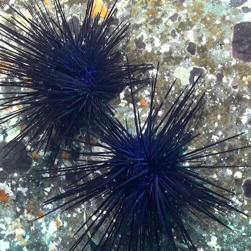 Long-Spined sea urchin