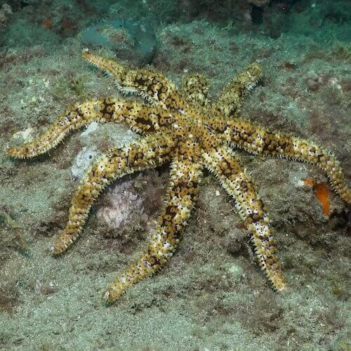 Blue Spiny Starfish