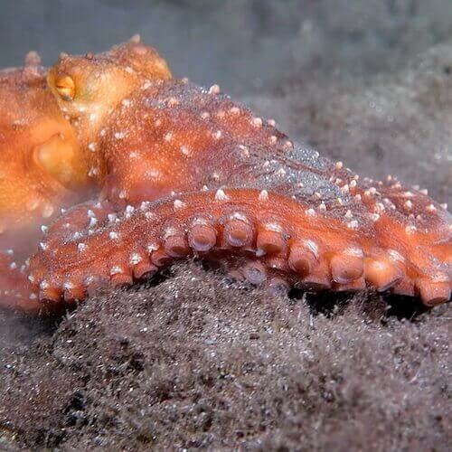 Atlantic white-spotted octopus