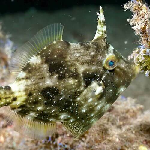 Planehead Filefish