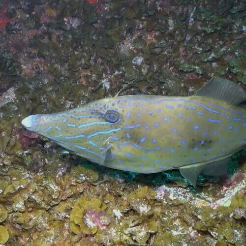 Scrawled filefish