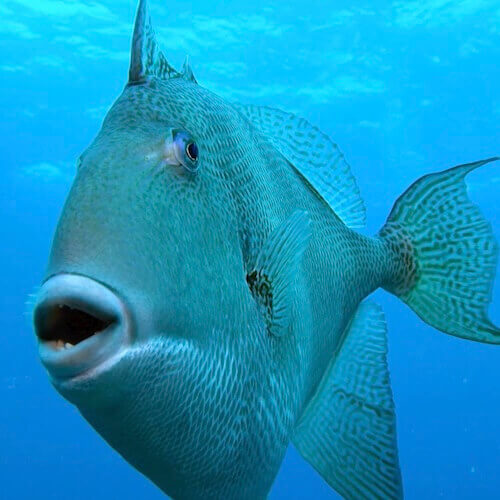 Grey triggerfish