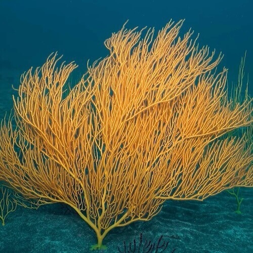 Yellow sea-whip