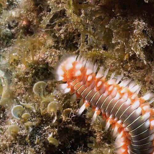 Bearded Fireworm