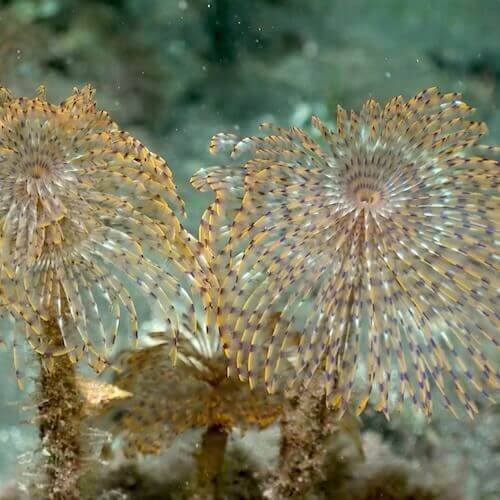 Giant Tube Worm
