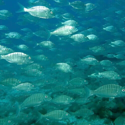 Striped seabream