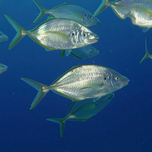 Atlantic Horse Mackerel