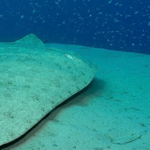 Spiny Butterfly Ray