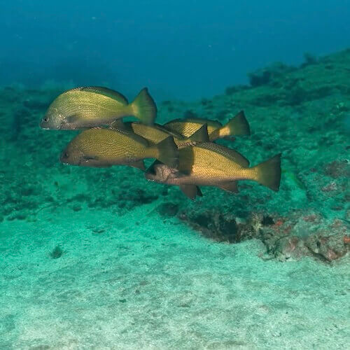 Canary Drum