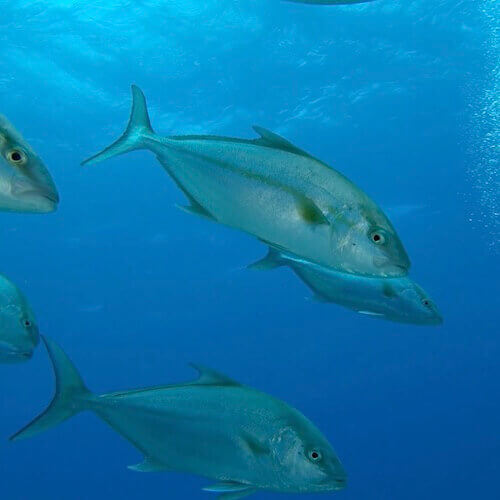 Great Amberjack