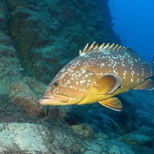Grouper