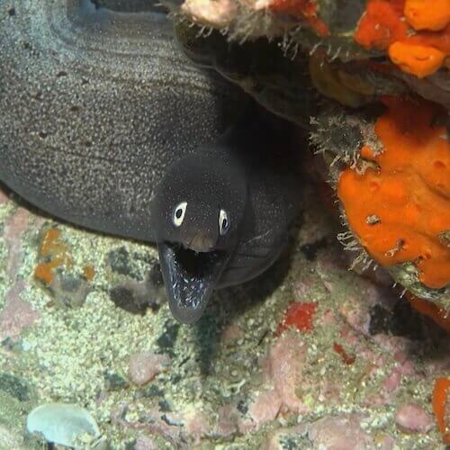 Moray eel