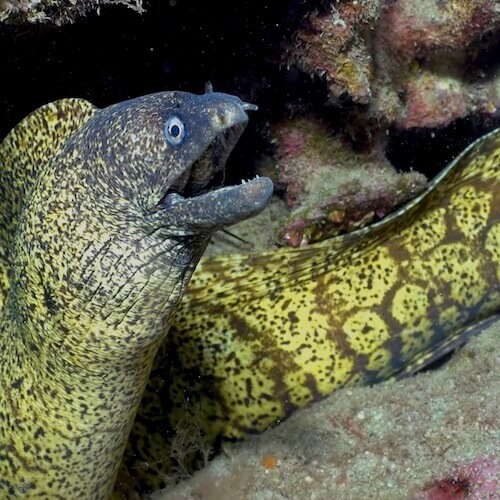 Mediterranean moray