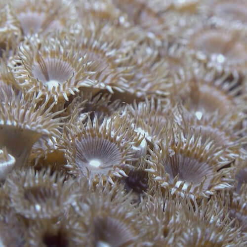 White encrusting zoanthid