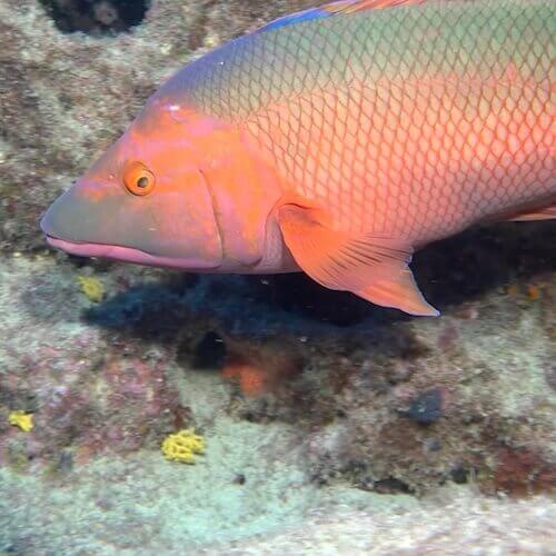Barred Hogfish