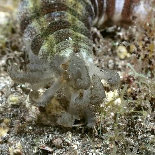 Sea Cucumber