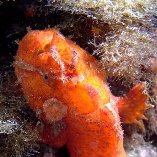 Longlure Frogfish