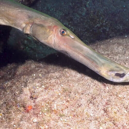 Atlantic Trumpetfish