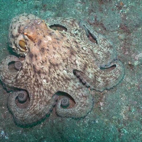 Common Octopus