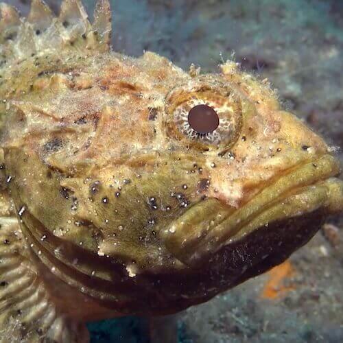 Black Scorpionfish