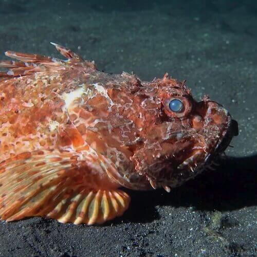 Scorpionfish