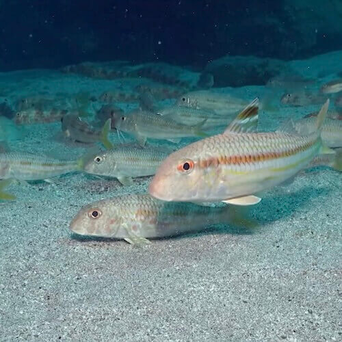 Striped Red Mullet