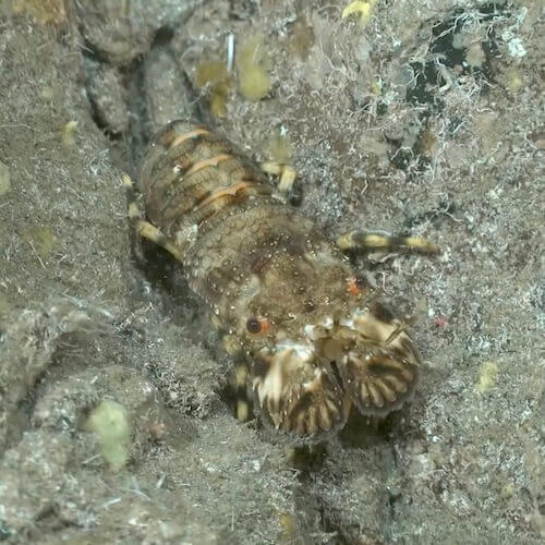 European Locust Lobster