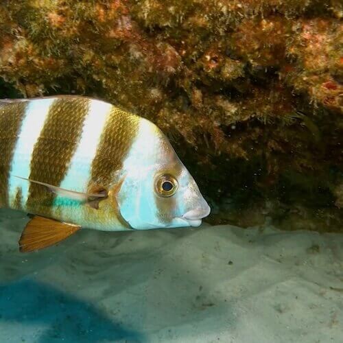 Zebra seabream