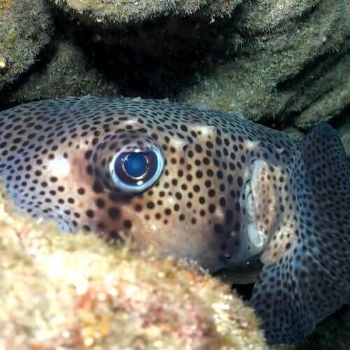 Spotted burrfish