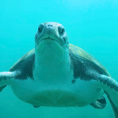 Green Turtle