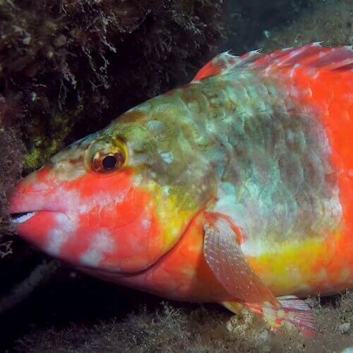 Mediterranean parrotfish