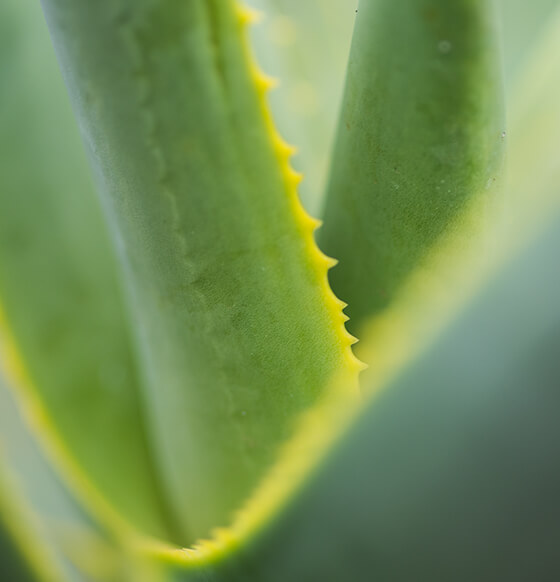 Imagen listado - Producto Canario - Aloe Vera